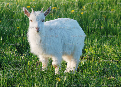 Nieznani sprawcy probowali utopic malego koziolka,...
