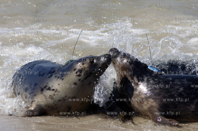 Siedem fok szarych zostalo wypuszczonych do Baltyku...