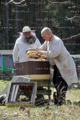 Sulmin. Pszczelarze podczas pracy w pasiece. 25.04.2009...