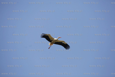 Bakowo. Obraczkowanie bocianow bialych. Akcja odbywa...