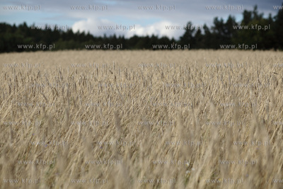 Pole pszenicy pod Mierzeszynem na Kaszubach.
08.08.2012
fot....