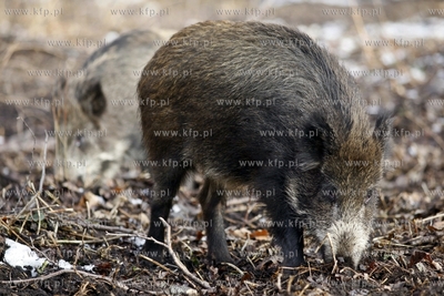 Gdansk. Odlownia dzikow w Parku Reagana.
27.02.2013
fot.Krzysztof...