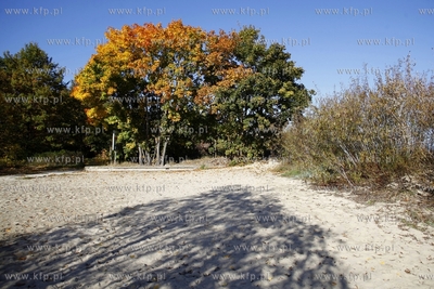 Sopot. Park Polnocny.
14.10.2013
fot. Krzysztof Mystkowski...