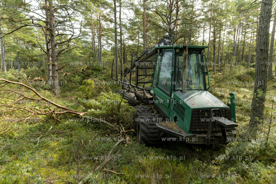 Wycinka lasu w okolicach Słajszewa w woj. pomorskim...