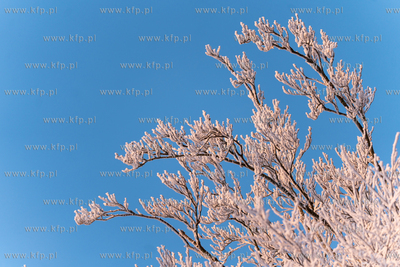 Zimowy poranek w Otominie. Szadź. 18.01.2026 fot....