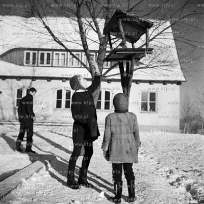 Dokarmianie ptaków zimą. (lata60). 1960 0007887z...