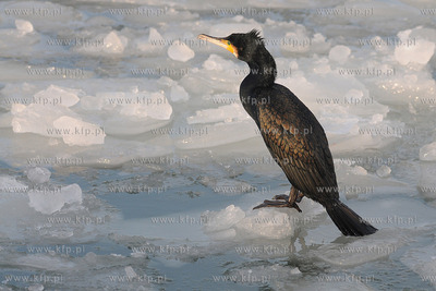 Kormoran na zamarznietych wodach Zatoki Gdanskiej w...