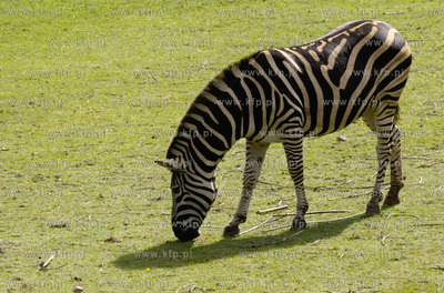 Ogrod zoologiczny w Gdańsku Oliwie. Nz. zebra 04.09.2010
fot....