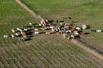 Wypas krow na polskich lakach. NZ laki i stado w okolicy...