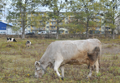 Miejskie pastwisko. Krowy pasace sie w Gdansku Kokoszkach...