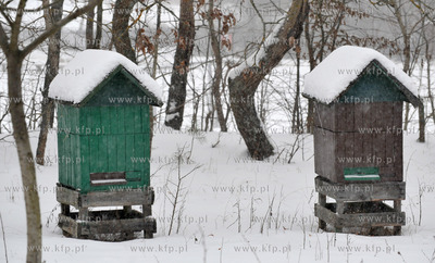 Zimowa pasieka w Sulminie na Kaszubach. 8.01.2010 Fot....