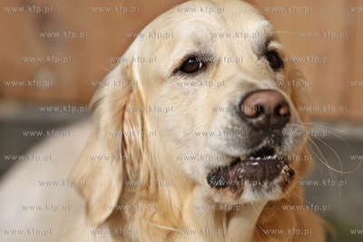 Sopot. Hipodrom. Psie zawody o Puchar Planet Pet Society...