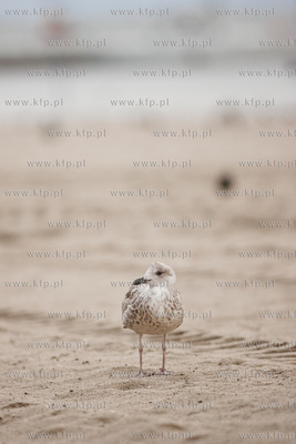 Gdynia. Jesienna, deszczowa pogoda na plazy miejskiej...