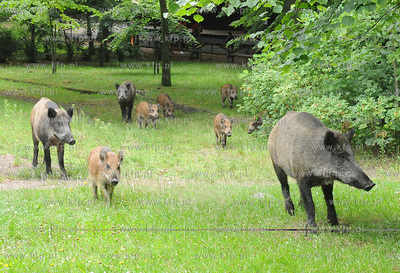 Dziki pojawily sie przy karczmie Harnas w okolicach...