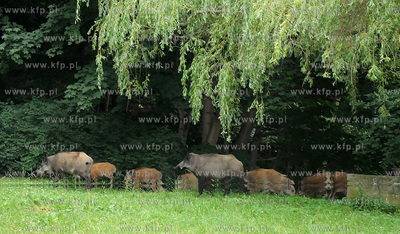 Dziki pojawily sie przy karczmie Harnas w okolicach...