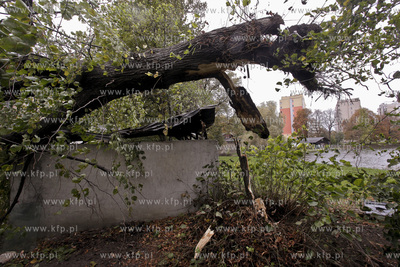 Sztormowa pogoda w Gdansku. Powalone drzewo przez wiatr...