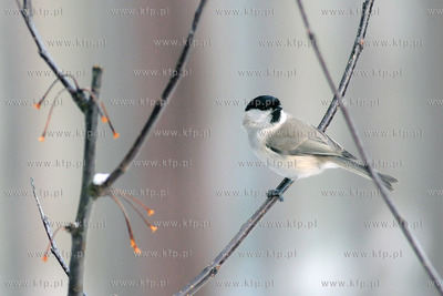 Zima w Miejskim Ogrodzie zoologicznym Wybrzeza w Gdansku...