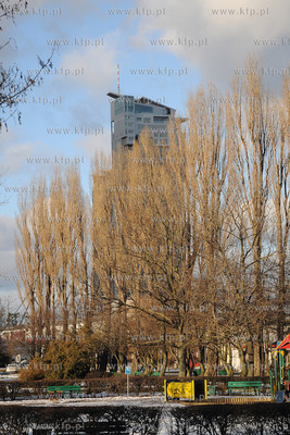 Rozpoczela sie wycinka starych, chorych i zagrazajacych...