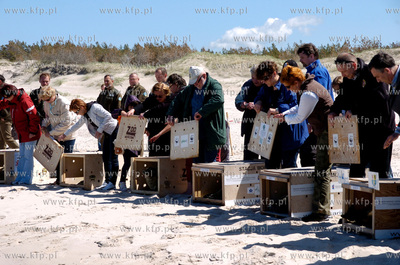 Czolpino

Pracownicy Fokarium z Helu wypuscili na...