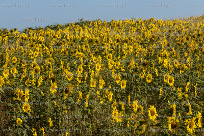 Pole słoneczników. 
10.08.2022
fot. Daniel Słoboda...