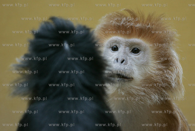 Walentynkowy nastroj udzielil sie niektorym mieszkancom...