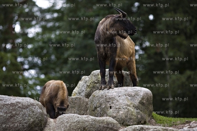 Gdańsk. Zoo. Nz. takiny.
28.07.2015
fot. Krzysztof...