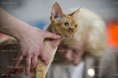 Międzynarodowa wystawa kotów rasowych w Sopocie....