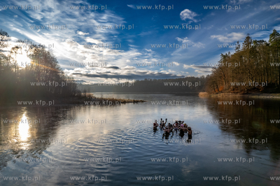 Morsy kąpią się w Jeziorze Otomińskim. 02.02.2025...