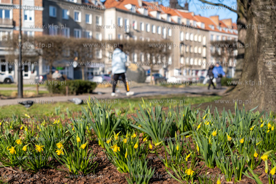 Wiosna na Placu  Kobzdeja  w Gdańsku. 07.03.2024 /...