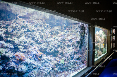 Akwarium Gdynskie Morskiego Instytutu Rybackiego -...