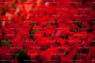 Gdansk. Giełda kwiatowa Dick Inter.
08.03.2013
fot....