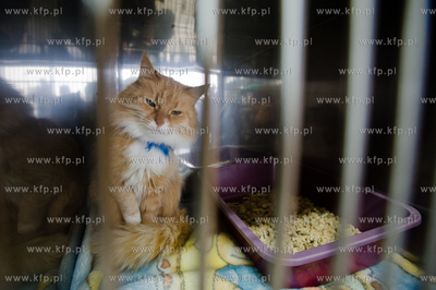 Gdansk. Schronisko dla bezdomych zwierzat Promyk. Akcja...