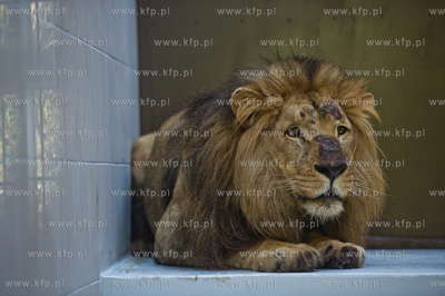 Gdansk. Oliwskie Zoo. Przyjazd czterech lwow, trzech...