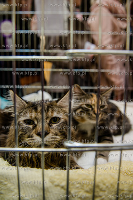 Gdansk. Wrzeszcz. Dzien Kota w CH Galeria Baltycka.
21.02.2016
fot....