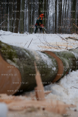 Powiat Bytowski. Lasy panstwowe. Wycinka drzew.
19.01.2010
fot....