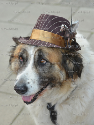 Konkurs Modowy na najlepszy kapelusz rozganizowany...