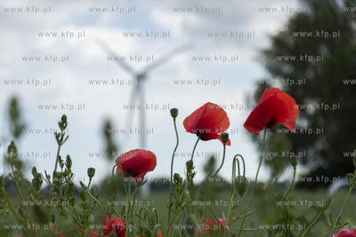Żuławskie maki. 
22.06.2022
fot. Daniel Słoboda...