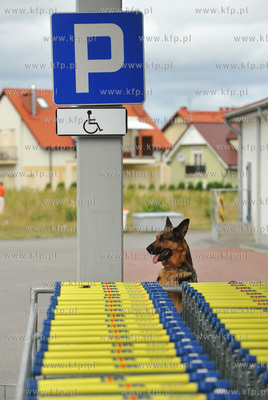 Gdansk, Orunia. Dzielny owczarek pilnuje wozkow na...