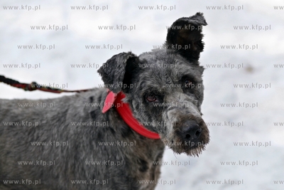 Sopot. Borodziej. Zawody dogtrekkingu - inauguracja...