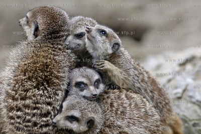 Gdansk. Oliwskie zoo. Nz surykatki. 14.04.2013 fot....