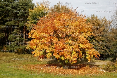 Gdansk. Park Ronalda Reagana.
16.10.2013
fot.Krzysztof...