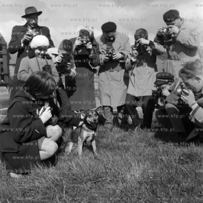 Maly piesek obiektem zainteresowania milosnikow fotografii....