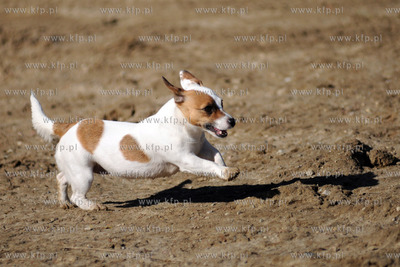 Pies
04.03.2012 fot. Andrzej J. Gojke / KFP