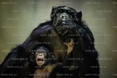 XXVII Pomorski Konkursu Fotografii Prasowej Gdańsk...