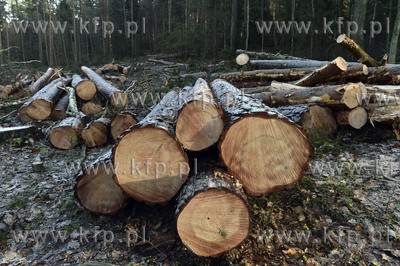 Wycinka drzew w lasach na terenie Gdańska, na pograniczu...