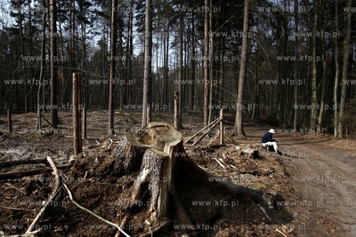 Gigantyczny wyrąb drzew w Trójmiejskim Parku Krajoobrazowym.
25.03.2015
fot....