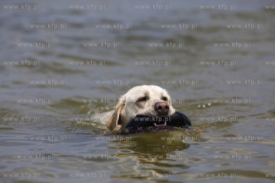 Gdańsk Brzeźno. Puchar Polski Psów Ratowniczych.
14.06.2015
fot....