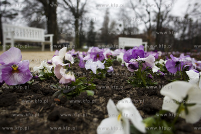 Sopot. Park przy Willi Herbstów.
30.03.2017
fot....