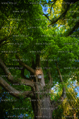 Park Oliwski.
11.06.2021
fot. Krzysztof Mystkowski...