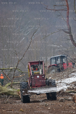 Gdansk. Oliwa. Wycinka drzew pod budowe Pomorskiej...